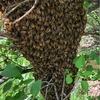 call the Statewide Toll Free Swarm Hotline at 1-844-SPY-BEES (1-844-779-2337).  to remove a Bee Hive - better for you and the bees!