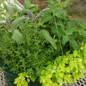 10 inch Mixed Greens planter dish from Reisenburg Ranch, Aurora, Colorado