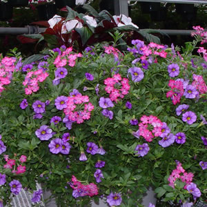 How to keep happy, healthy hanging baskets