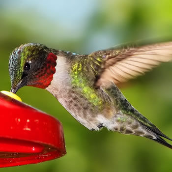 homemade hummingbird nectar recipe