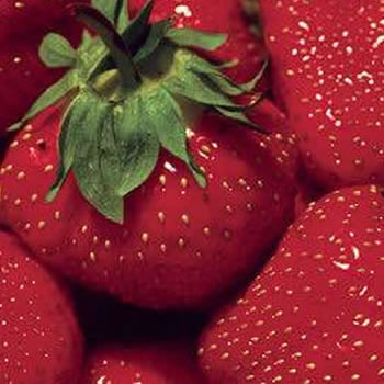 fruit - Strawberry Starter Plants