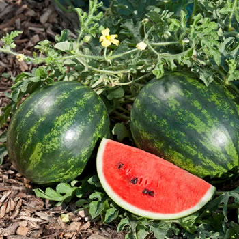 fruit - mini watermelon starter plants