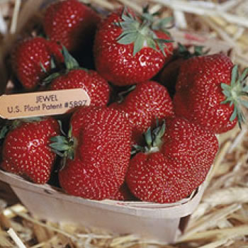 jewel strawberry plant sale