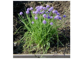herb cart chives