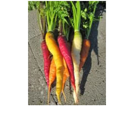 veggie cart carrots