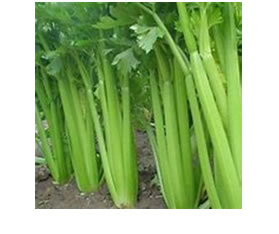 veggie cart celery
