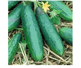 veggie cart cucumber