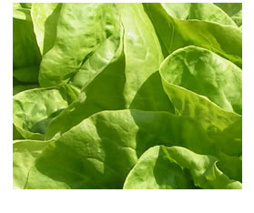 veggie cart lettuce
